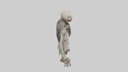 3D model Rottingcorpse Model VR / AR / low-poly