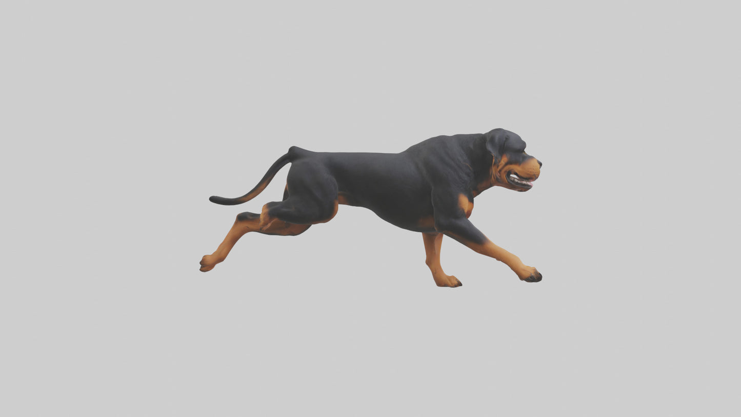 3D model Rottweiler running model VR / AR / low-poly