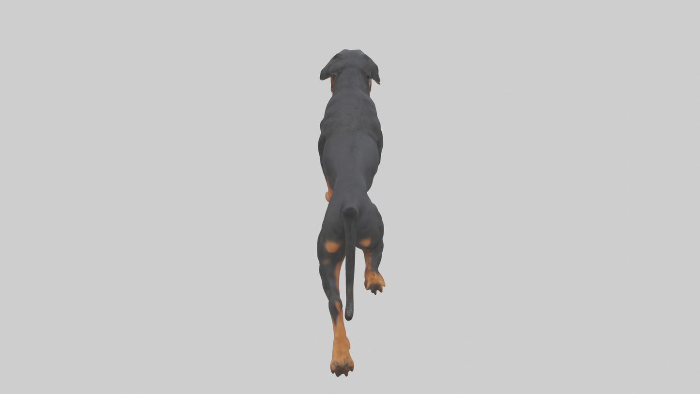 3D model Rottweiler running model VR / AR / low-poly
