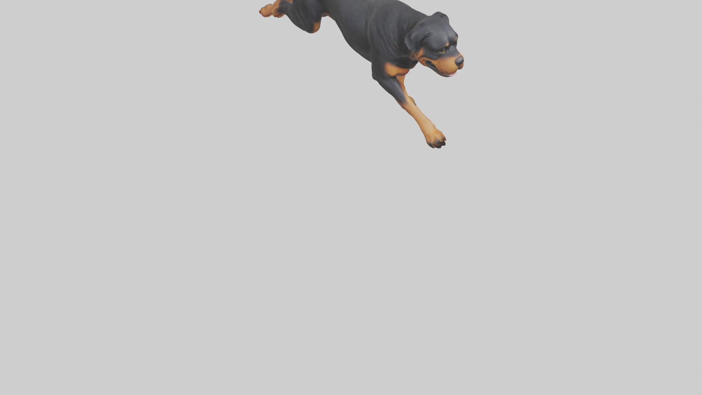 3D model Rottweiler running model VR / AR / low-poly