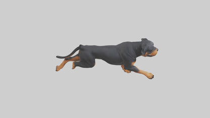 3D model Rottweiler running model VR / AR / low-poly