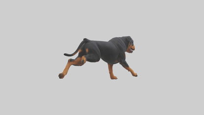 3D model Rottweiler running model VR / AR / low-poly
