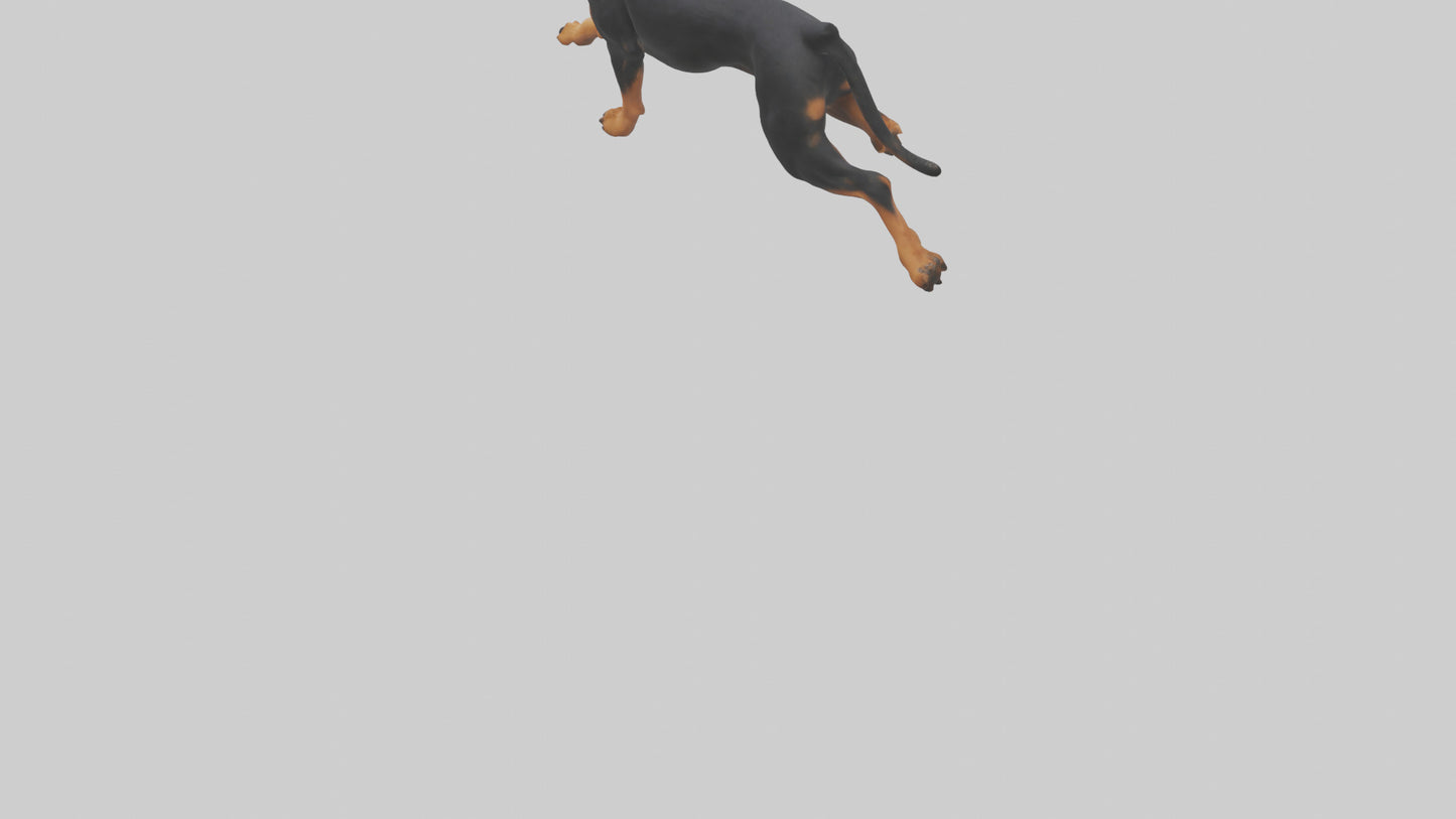 3D model Rottweiler running model VR / AR / low-poly