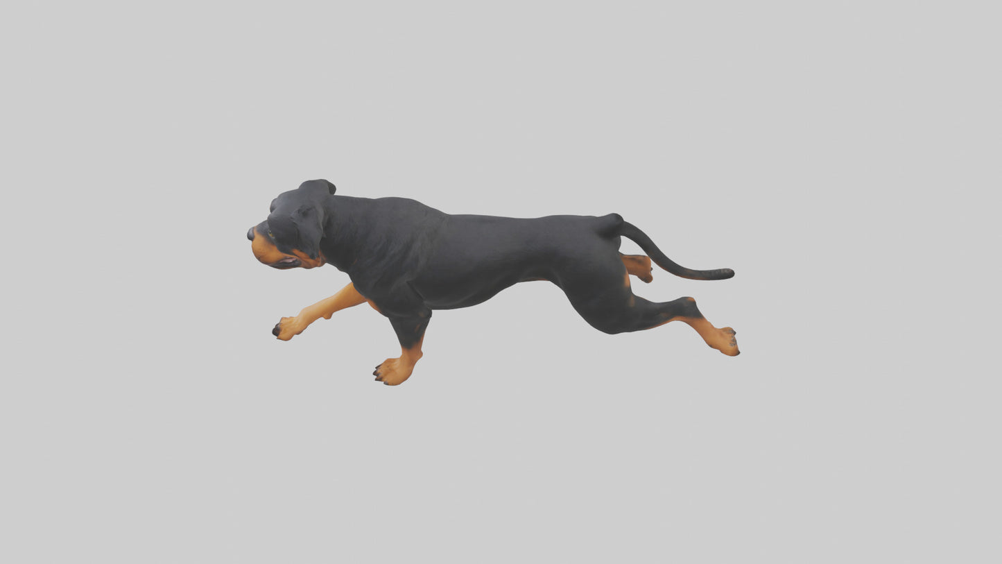 3D model Rottweiler running model VR / AR / low-poly