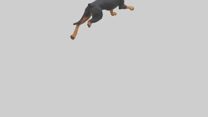 3D model Rottweiler running model VR / AR / low-poly
