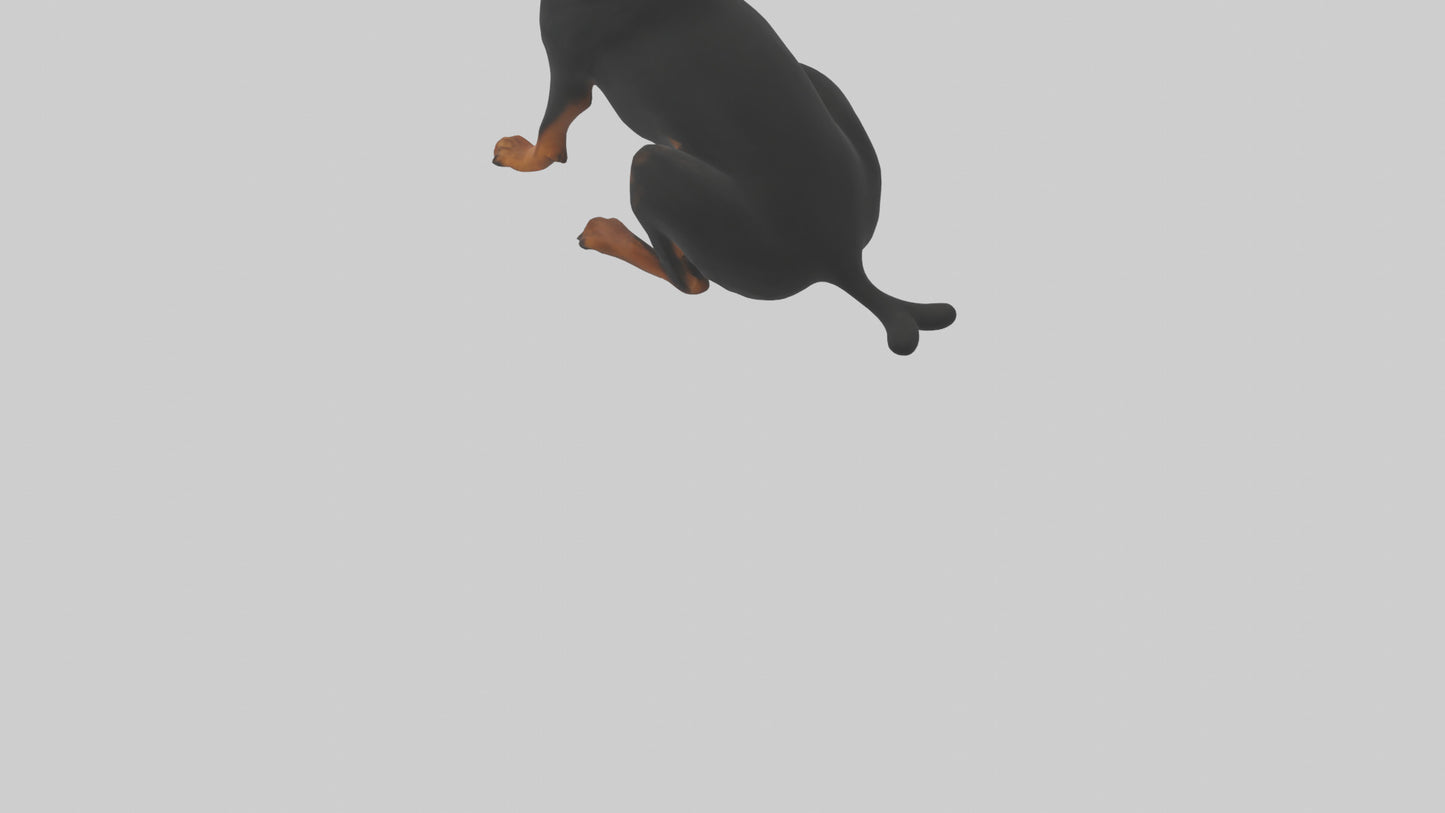 Rottweiler sitting model VR / AR / low-poly