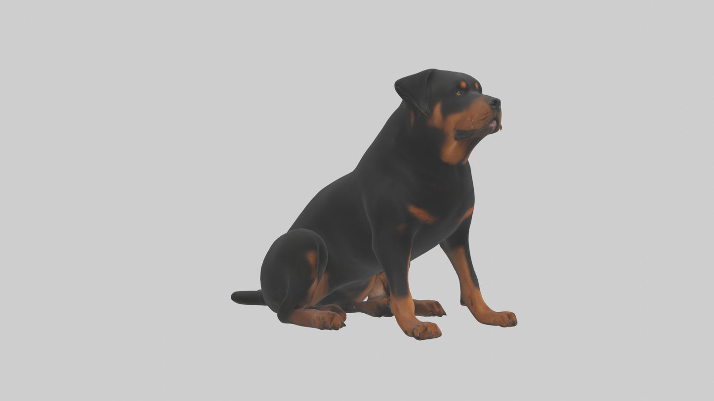Rottweiler sitting model VR / AR / low-poly