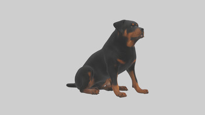Rottweiler sitting model VR / AR / low-poly