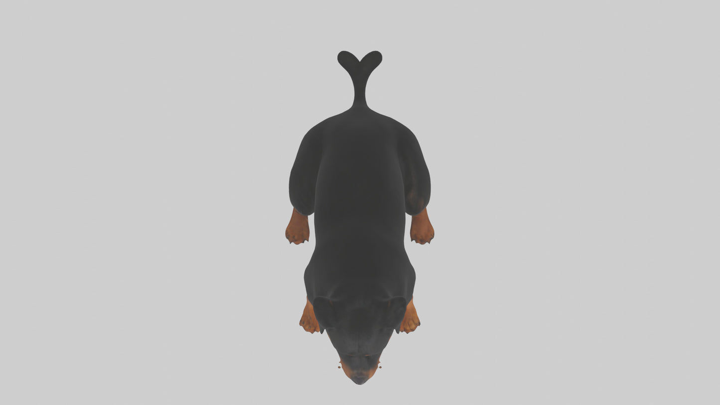 Rottweiler sitting model VR / AR / low-poly