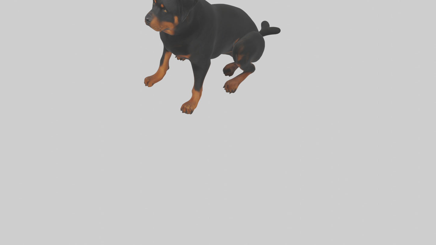 Rottweiler sitting model VR / AR / low-poly