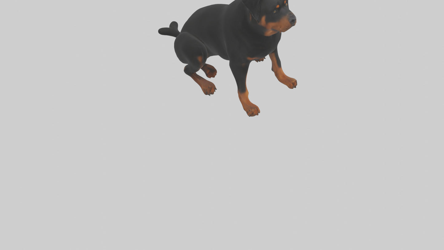 Rottweiler sitting model VR / AR / low-poly