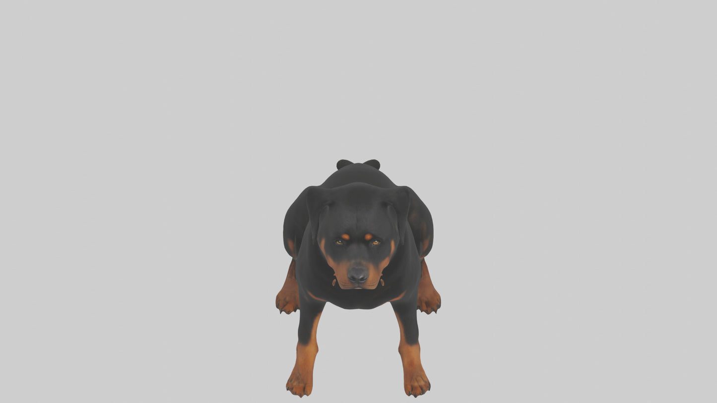 Rottweiler sitting model VR / AR / low-poly