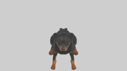 Rottweiler sitting model VR / AR / low-poly