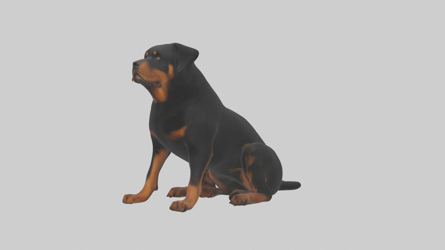 Rottweiler sitting model VR / AR / low-poly