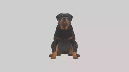 Rottweiler sitting model VR / AR / low-poly