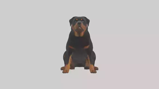 Rottweiler sitting model VR / AR / low-poly