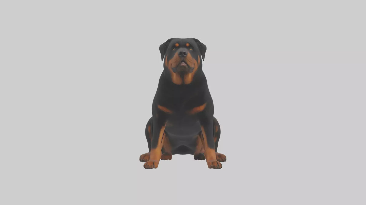 Rottweiler sitting model VR / AR / low-poly