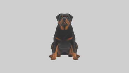 Rottweiler sitting model VR / AR / low-poly