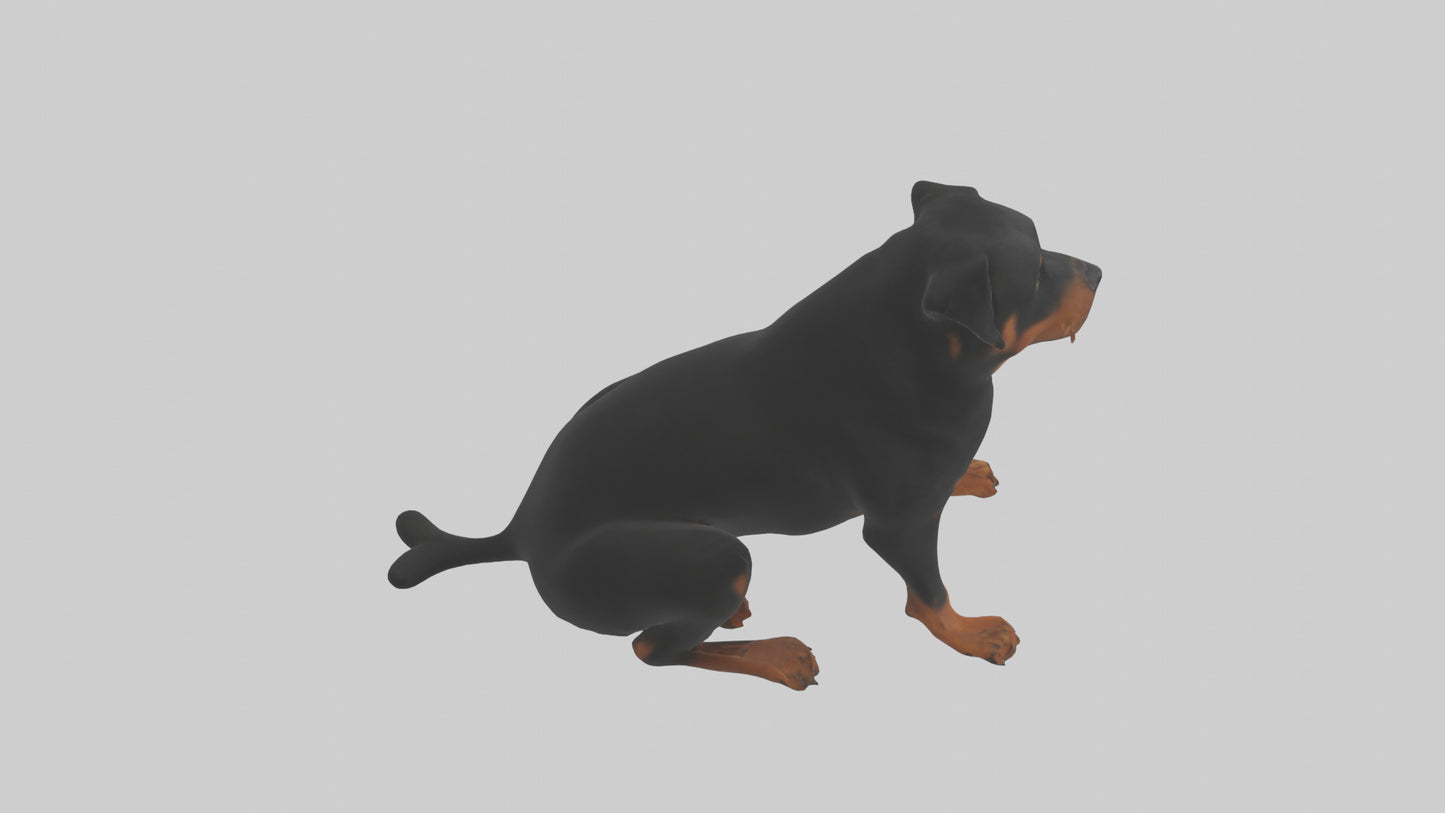 Rottweiler sitting model VR / AR / low-poly
