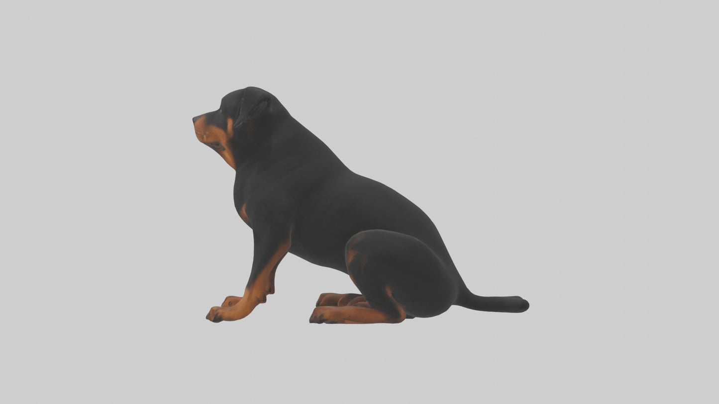 Rottweiler sitting model VR / AR / low-poly