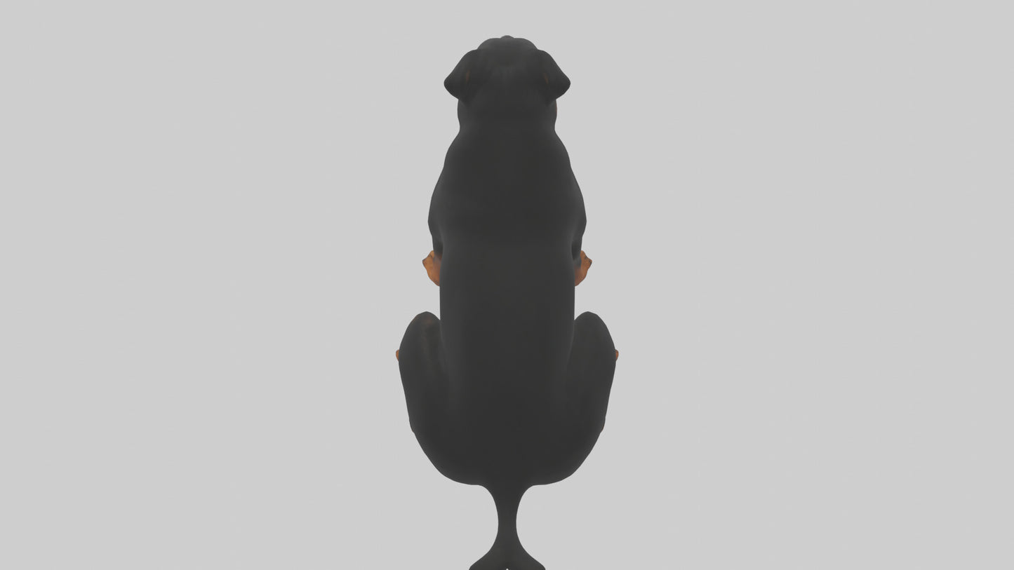 Rottweiler sitting model VR / AR / low-poly