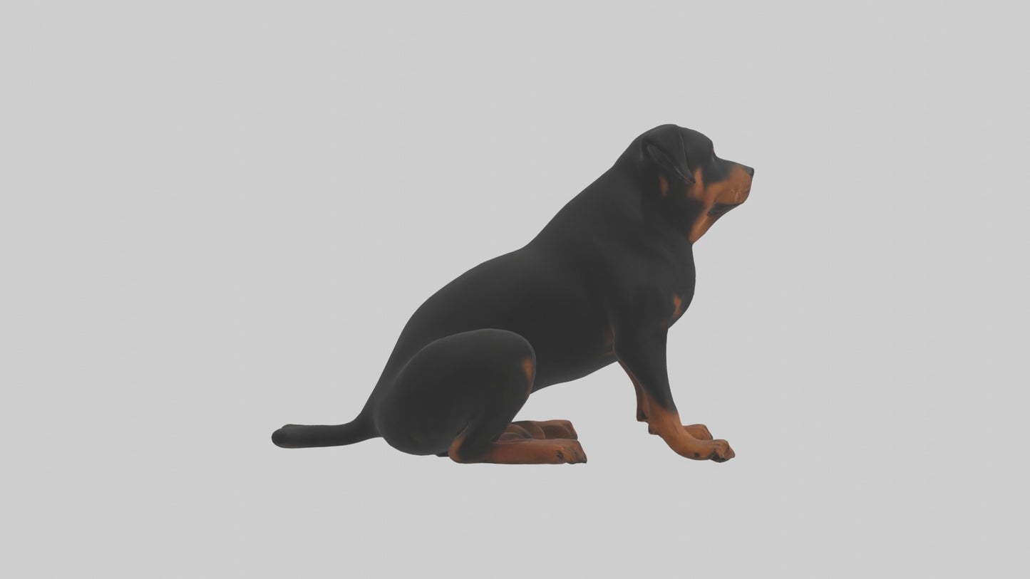Rottweiler sitting model VR / AR / low-poly