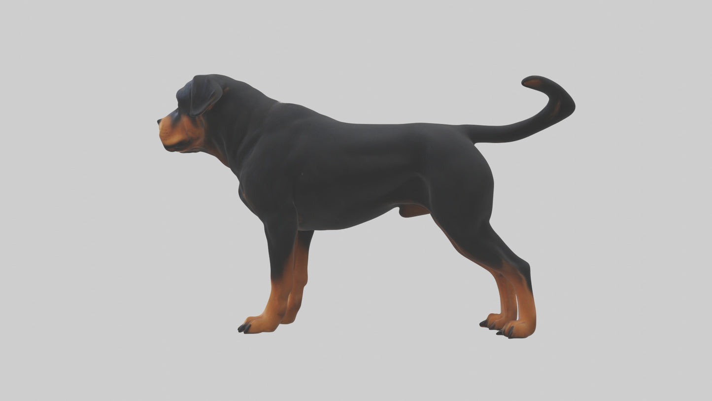 Rottweiler standing guard model 3D model