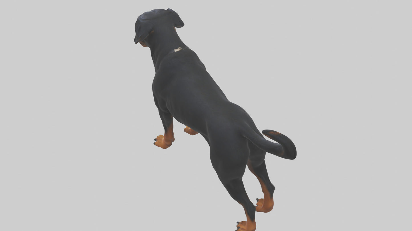 Rottweiler standing guard model 3D model