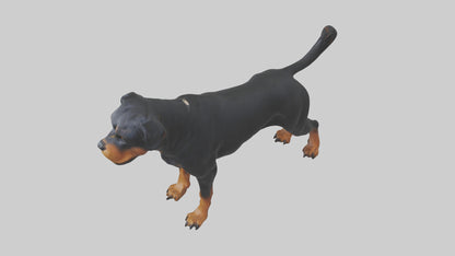 Rottweiler standing guard model 3D model