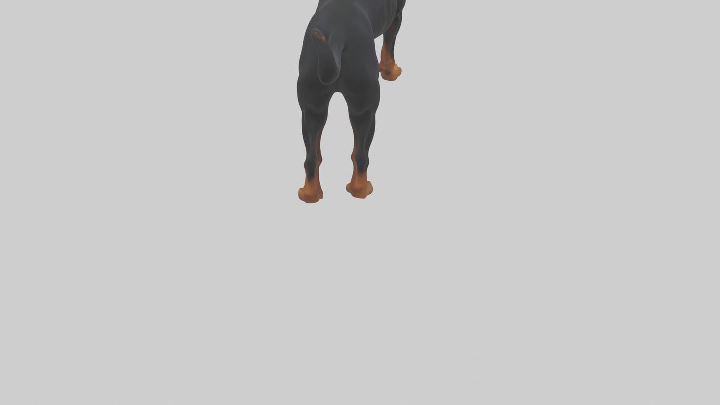 Rottweiler standing guard model 3D model