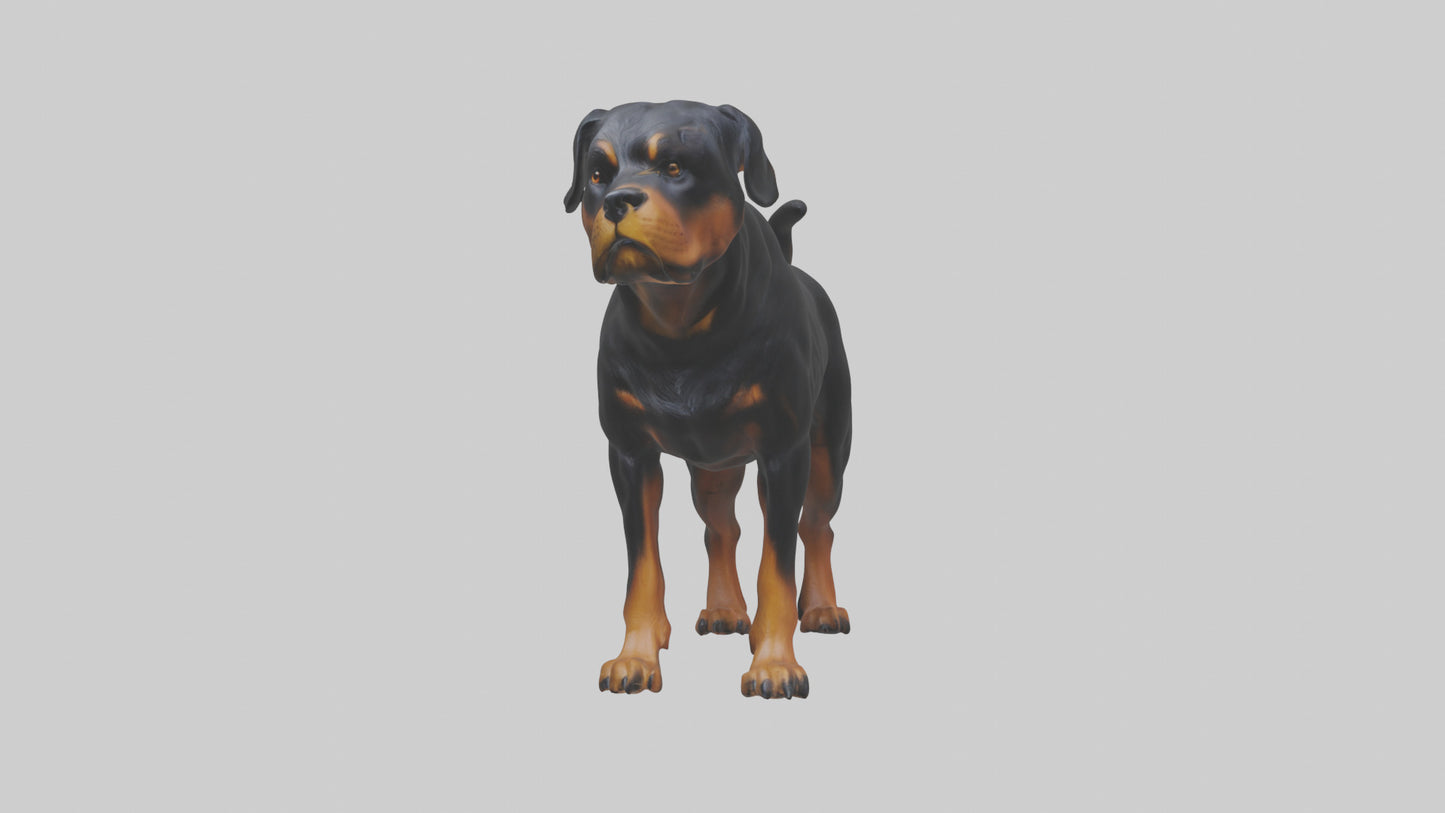 Rottweiler standing guard model 3D model