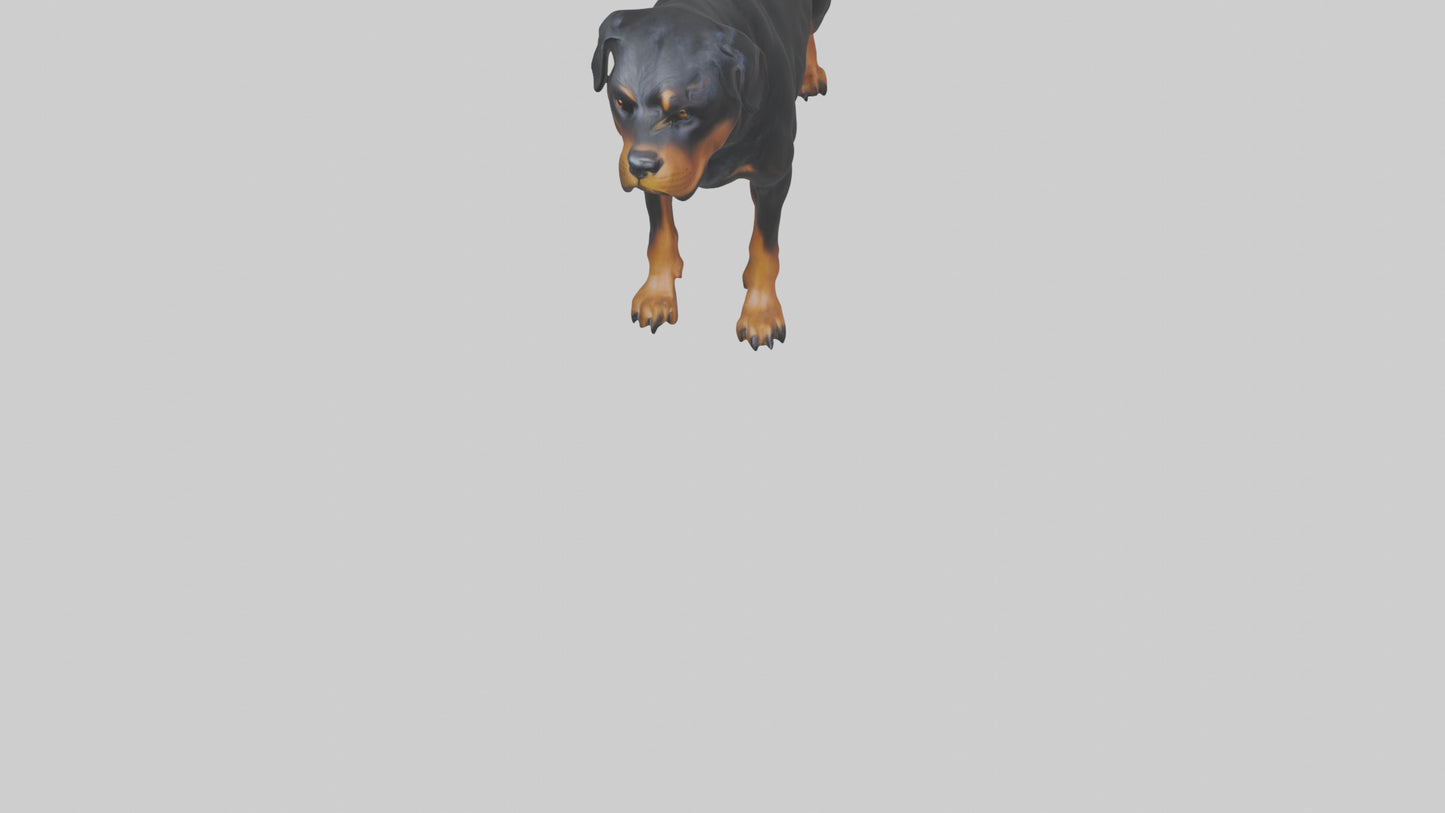 Rottweiler standing guard model 3D model