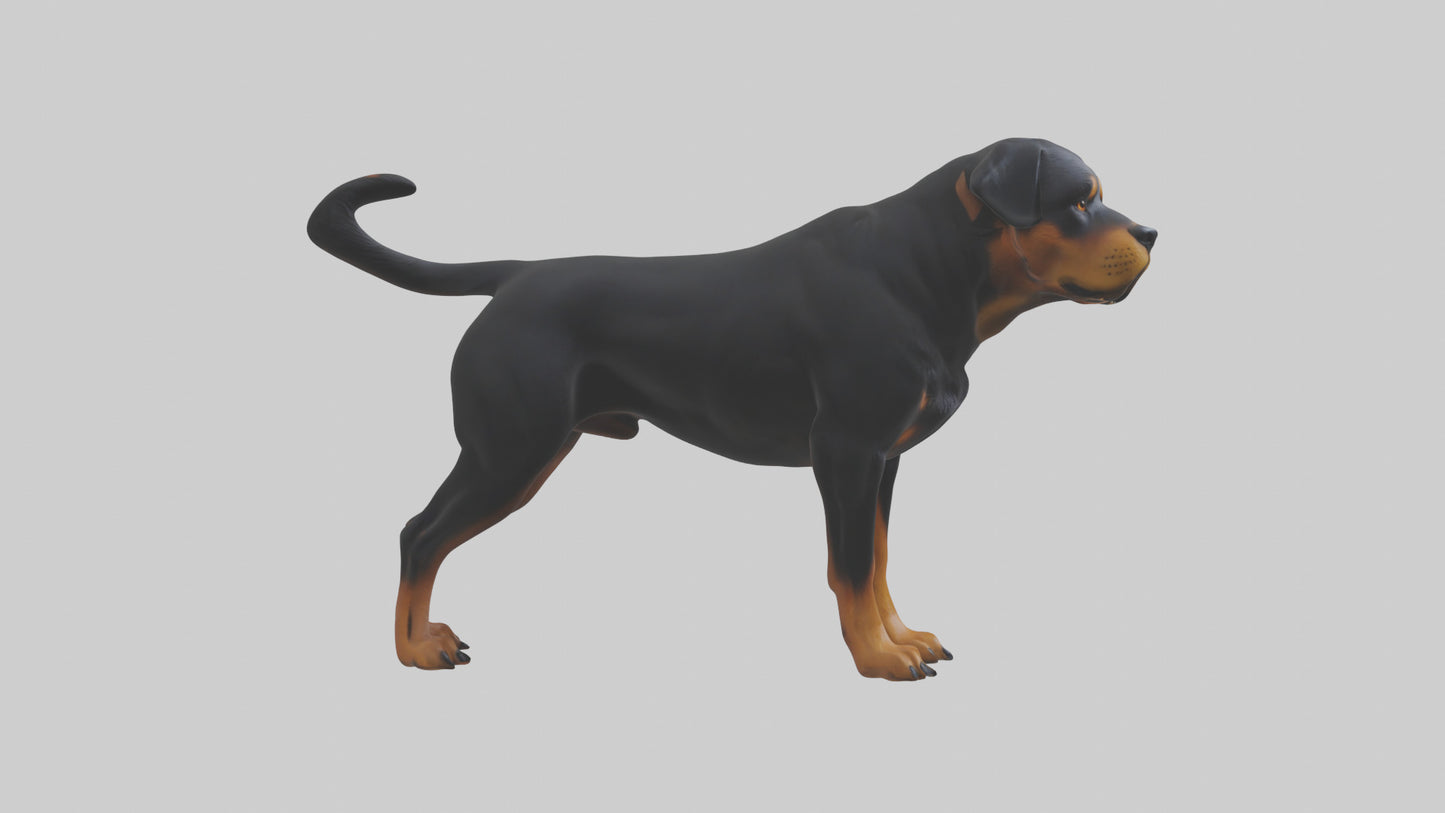 Rottweiler standing guard model 3D model