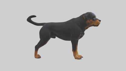 Rottweiler standing guard model 3D model