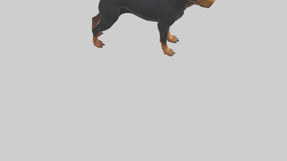 Rottweiler standing guard model 3D model