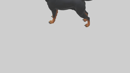 Rottweiler standing guard model 3D model