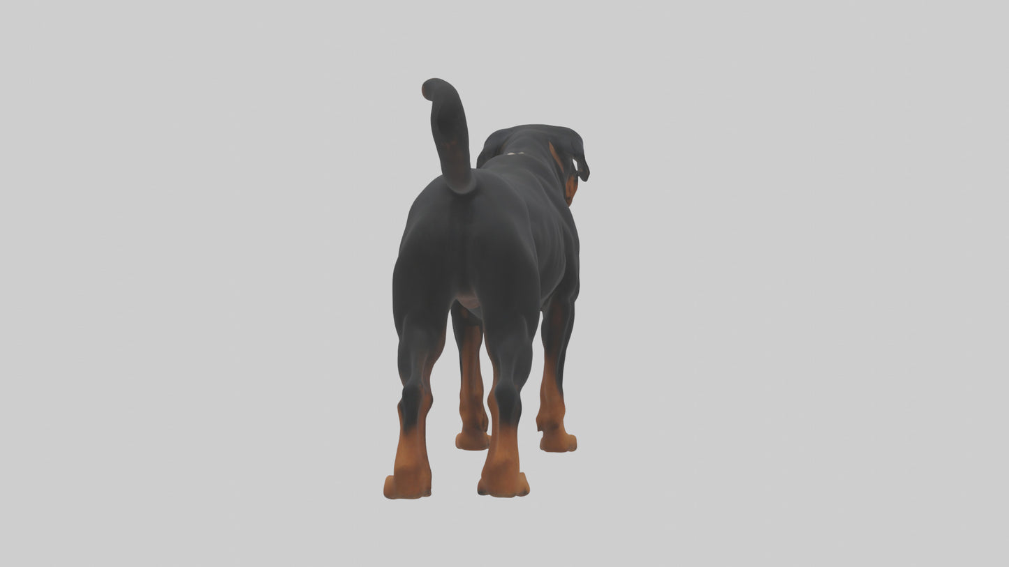 Rottweiler standing guard model 3D model