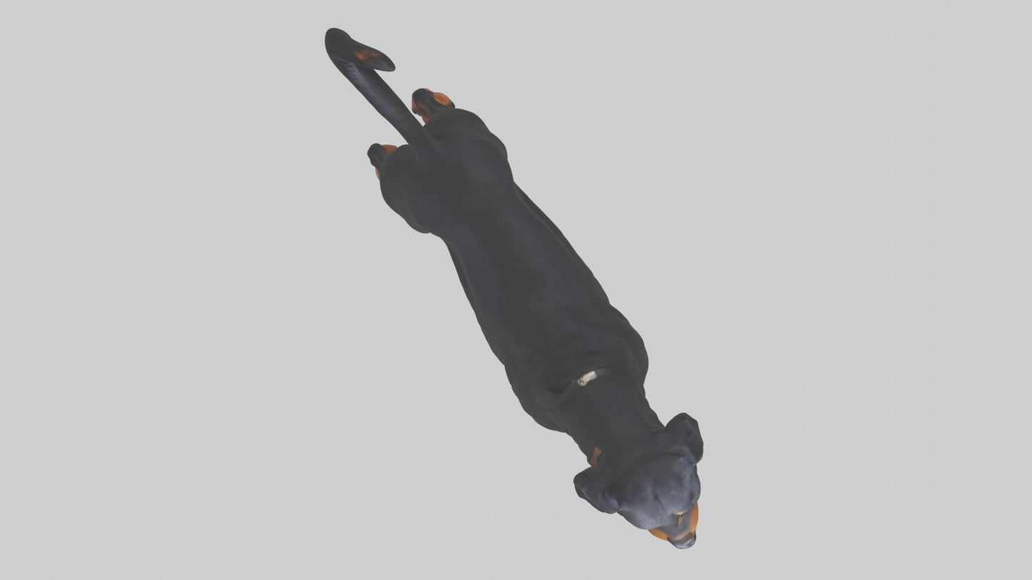 Rottweiler standing guard model 3D model