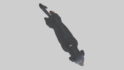 Rottweiler standing guard model 3D model