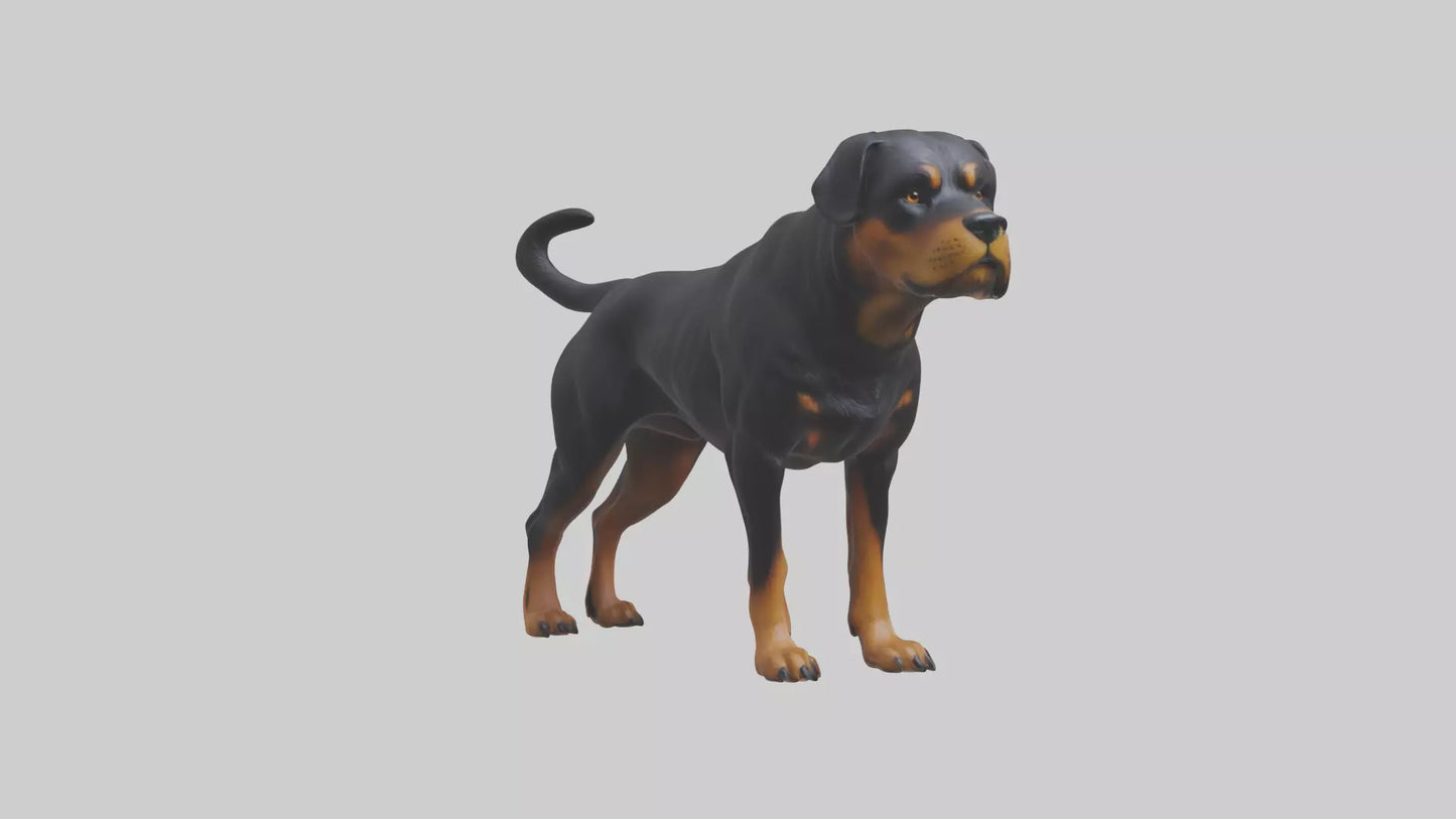Rottweiler standing guard model 3D model