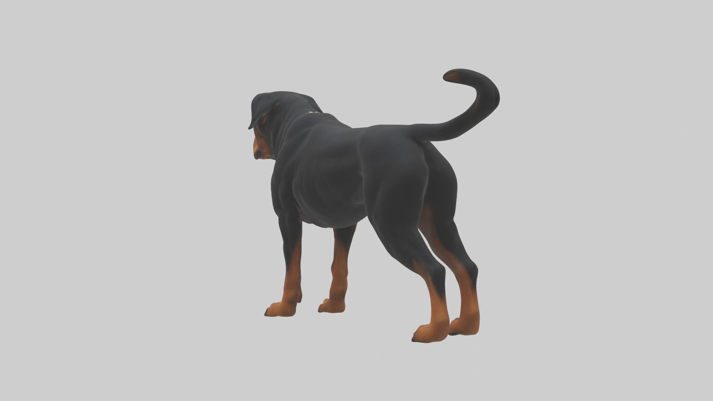 Rottweiler standing guard model 3D model