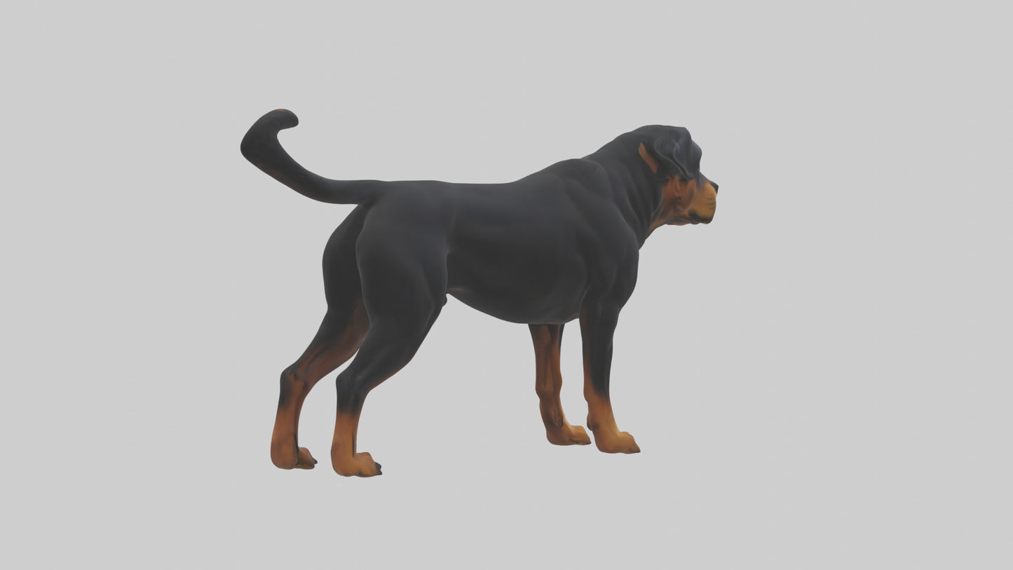 Rottweiler standing guard model 3D model