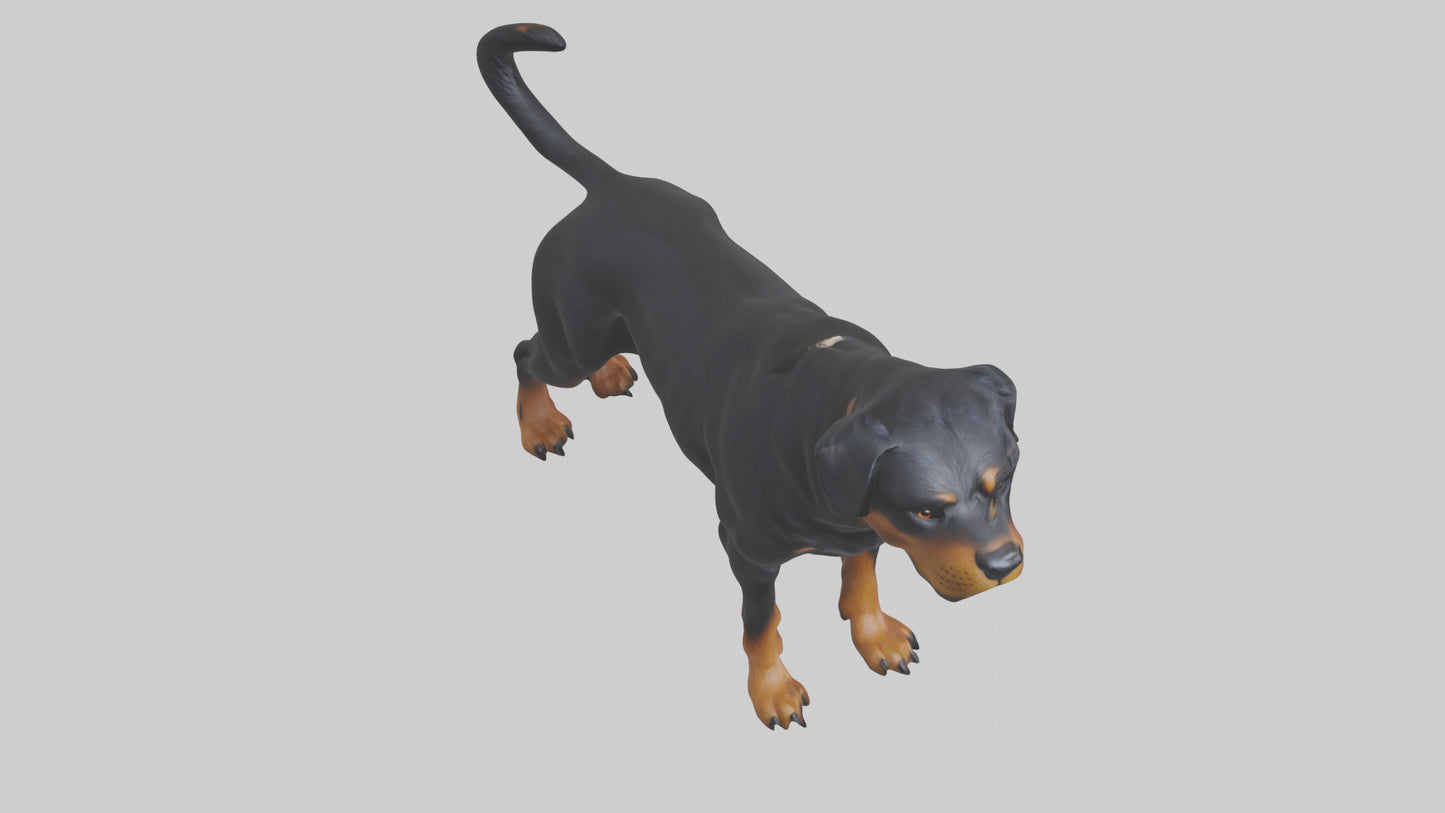 Rottweiler standing guard model 3D model
