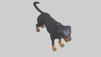 Rottweiler standing guard model 3D model