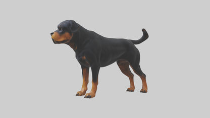 Rottweiler standing guard model 3D model