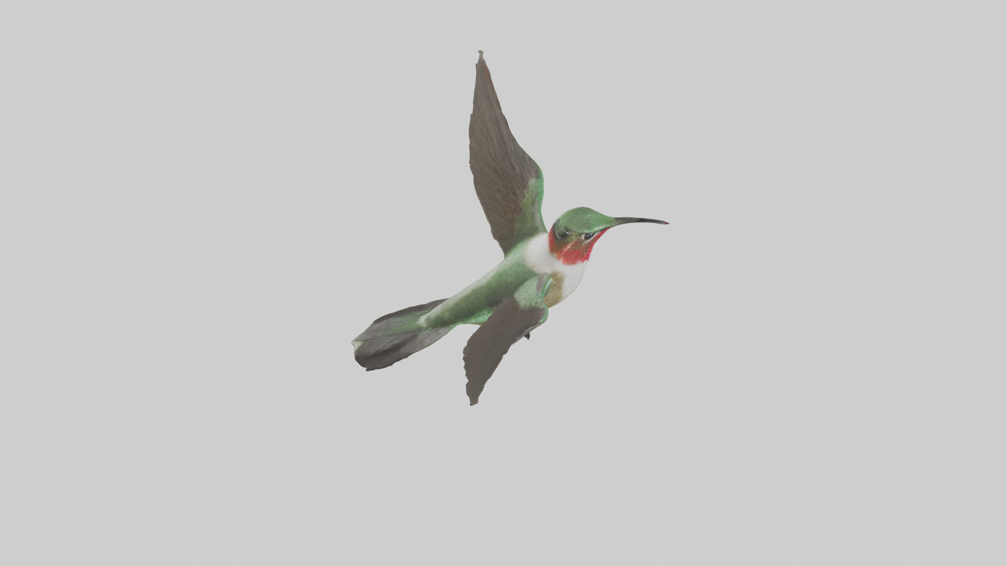 RubyThroated Hummingbird hovering model 3D model