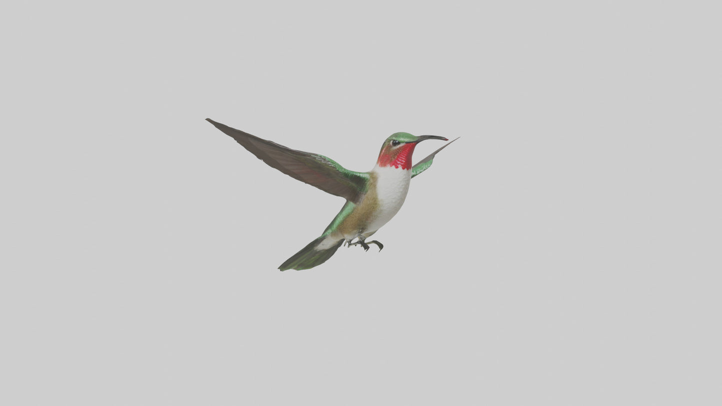 RubyThroated Hummingbird hovering model 3D model