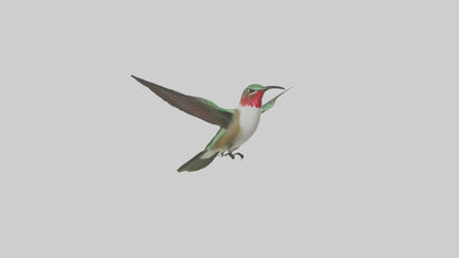 RubyThroated Hummingbird hovering model 3D model