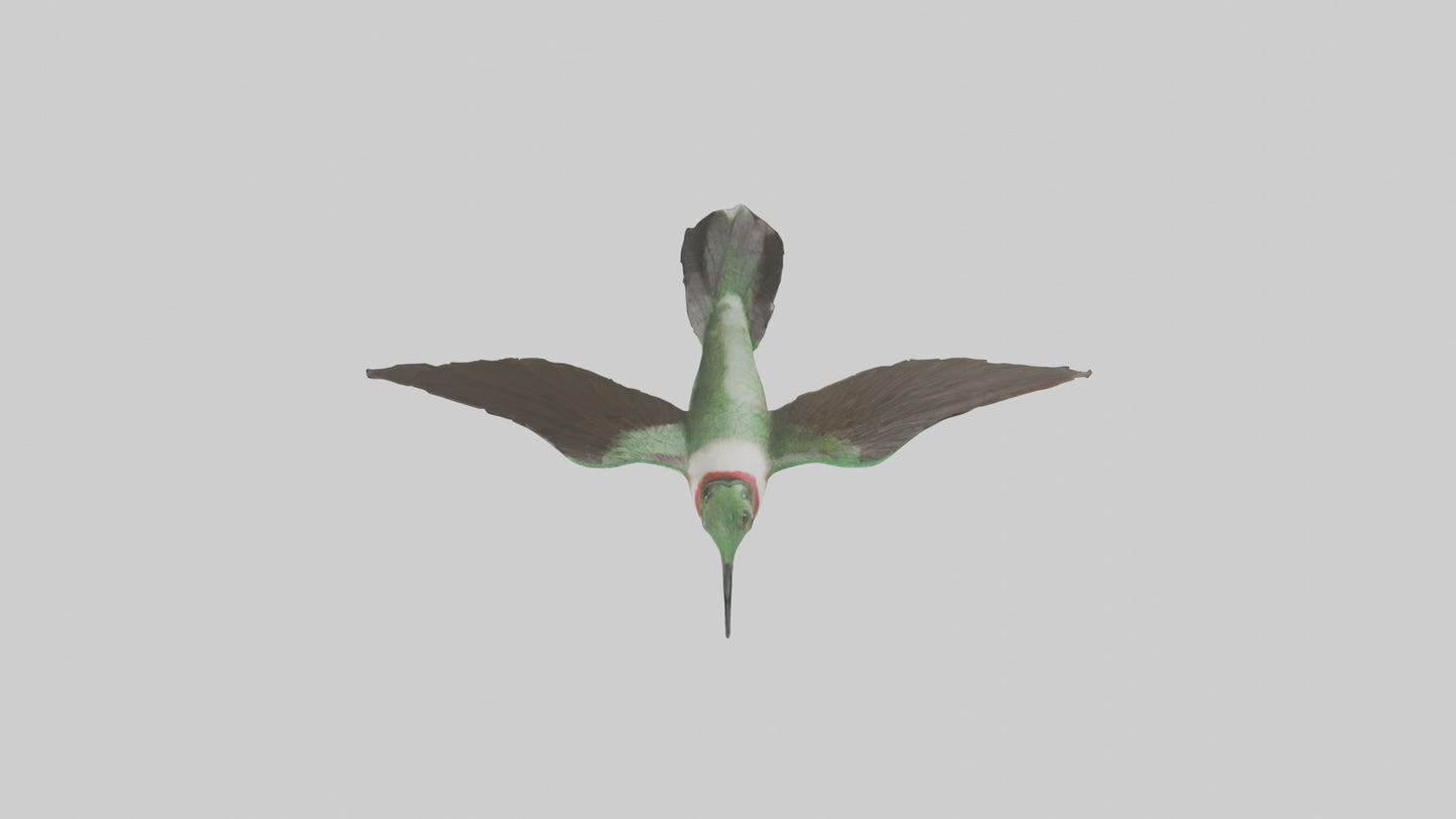RubyThroated Hummingbird hovering model 3D model
