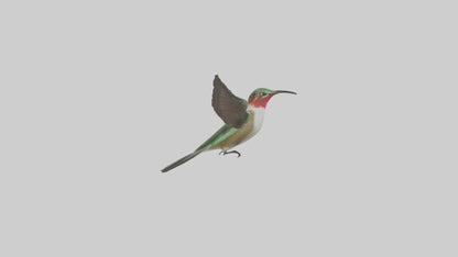 RubyThroated Hummingbird hovering model 3D model